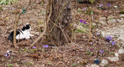 hepatica_kat_10_maerz_07.jpg