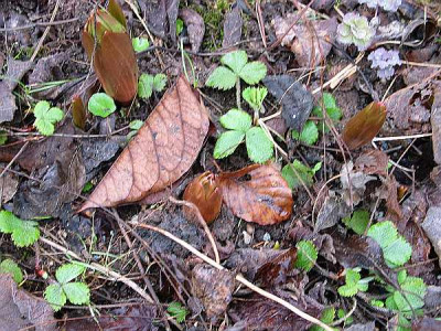 F.imperialis-a.jpg