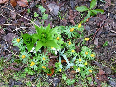 F.imperialis-a1.jpg