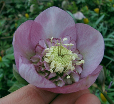 IMG_7556_rosa_alt.jpg