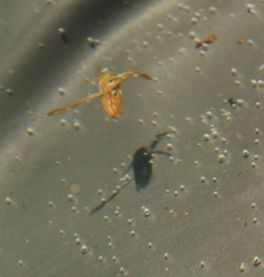 Schwimmer_0010__3383.jpg