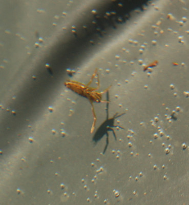 Schwimmer_0011__3384.jpg