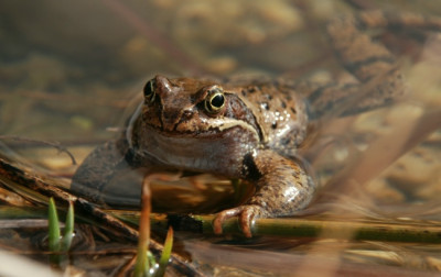 frosch_teich_10.jpg