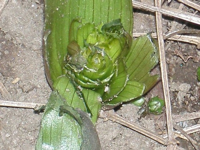 Fritillaria_abgesaegt.jpg