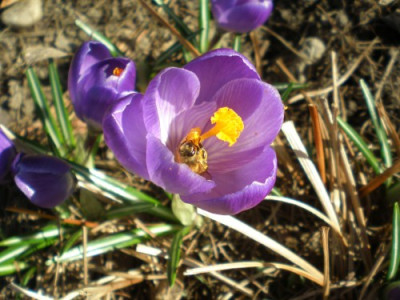 Crocus_Wildbiene.jpg