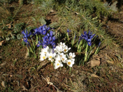 Crocus__Iris.jpg