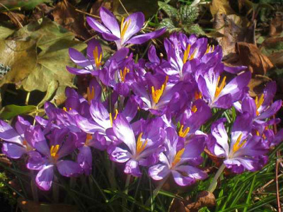 crocus_X_IMG_4890.JPG