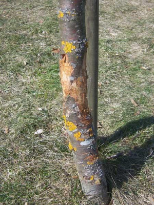 hasenschaden01.jpg