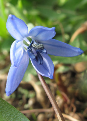 scilla_bifolia_wbbg.jpg