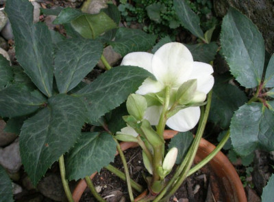helleborus_schwager_weiss_02.jpg