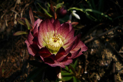 ashwood_double_bicolor_zg2010.jpg