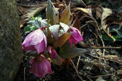 h_thibetanus2010_zg.jpg