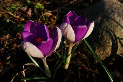 crocus_vernus_hybr_zg.jpg