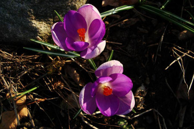 crocus_vernus_cf_fantasy.jpg