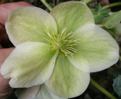 helleborus_schwager_weiss_01.jpg