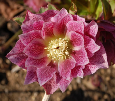 Praechtig_0010__3388.jpg