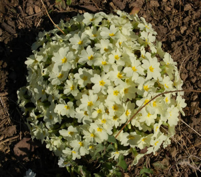 Primel_0010__3392.jpg