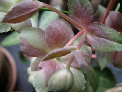 helleborus_schwager_grunrosa_02.jpg