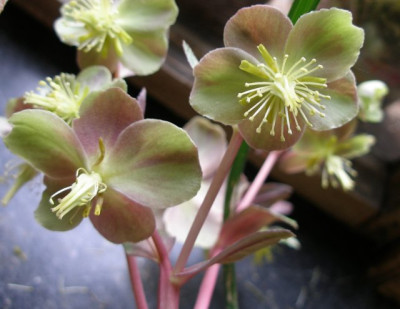 helleborus_schwager_grunrosa_01.jpg