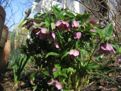 helleborus_23.3.2010_016.jpg
