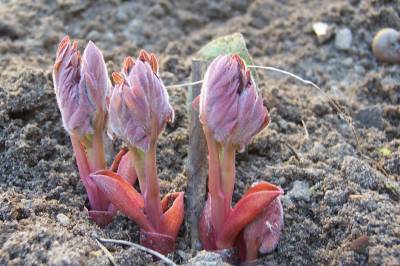 Paeonia_broteroi.jpg