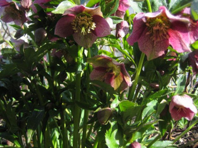helleborus_23.3.2010_015_Small.jpg