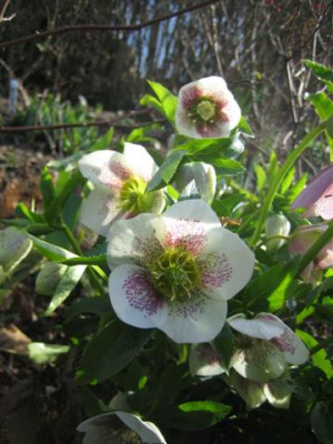 helleborus_23.3.2010_024_Small.jpg