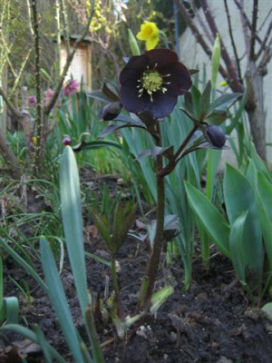 helleborus_23.3.2010_008_Small.jpg