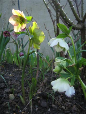 helleborus_23.3.2010_011_Small.jpg