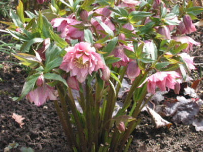 Rosa_gef_gewellt_Pflanze_a.jpg