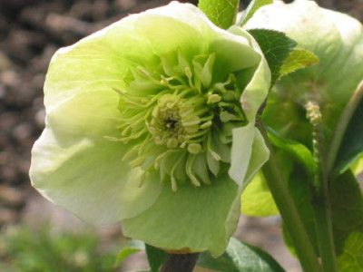 Gruenweiss_Anemone_.jpg