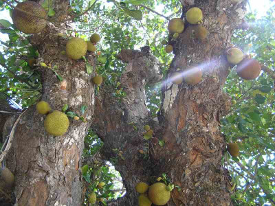 jackfruitbaum.jpg