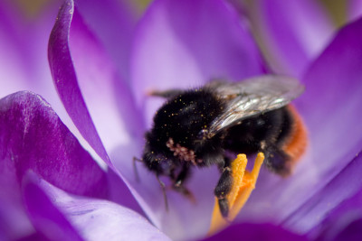 Hummel-1-Mar2410.jpg