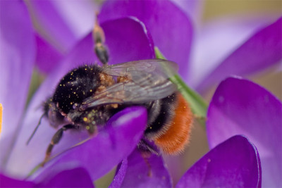 Hummel-2-Mar2410.jpg