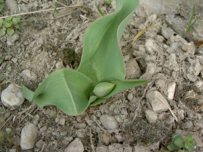 Tulpe280305.JPG
