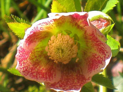 Helleborus_Pink_Frost_IMG_4932.JPG