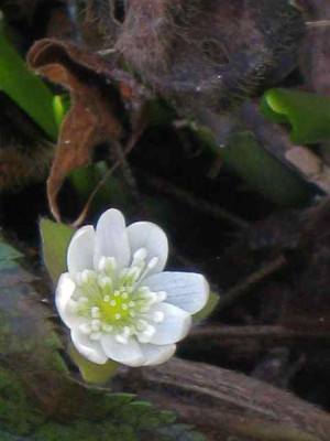 Hapatica_wei_IMG_4935.JPG