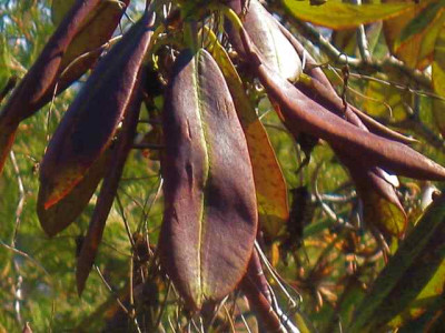 Rhod._discolor-Blatter_IMG_4919.JPG