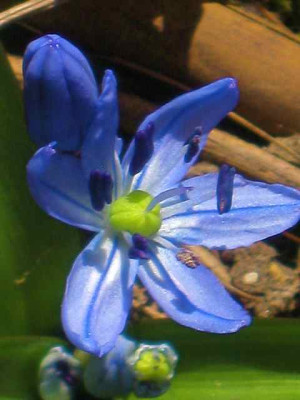 Scilla_bifolia_IMG_4921.JPG