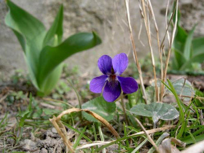 Veilchen280305.JPG