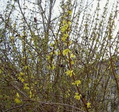 Forsythie280305.JPG