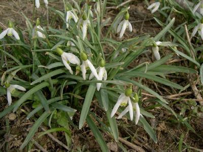 Schneegl_ckchen280305.JPG