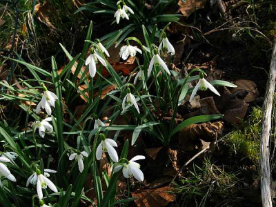 galanthus-axelx.jpg