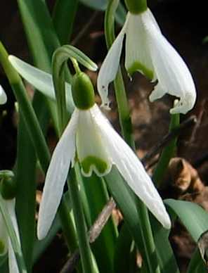 wespe-ausschn.jpg