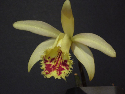 Pleione_Shantung_Ducat_800x800_80KB.jpg