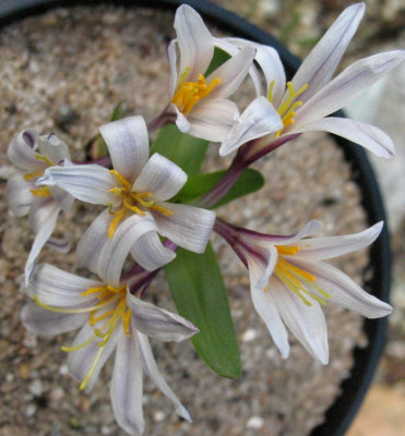 Colchicum_kesselringii__23..3.10._096.jpg