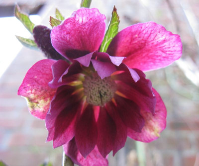 Helleborus_No._4_800x600.jpg