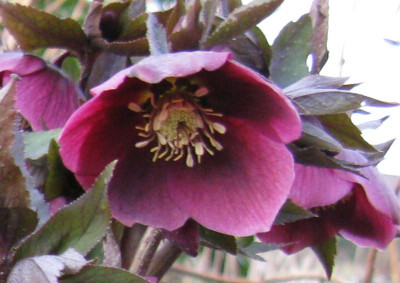 Helleborus_No._2_22_800x600.jpg