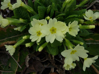 primula_vulgaris2010.jpg