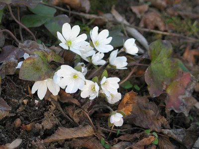 hepatica-nob-ax.jpg